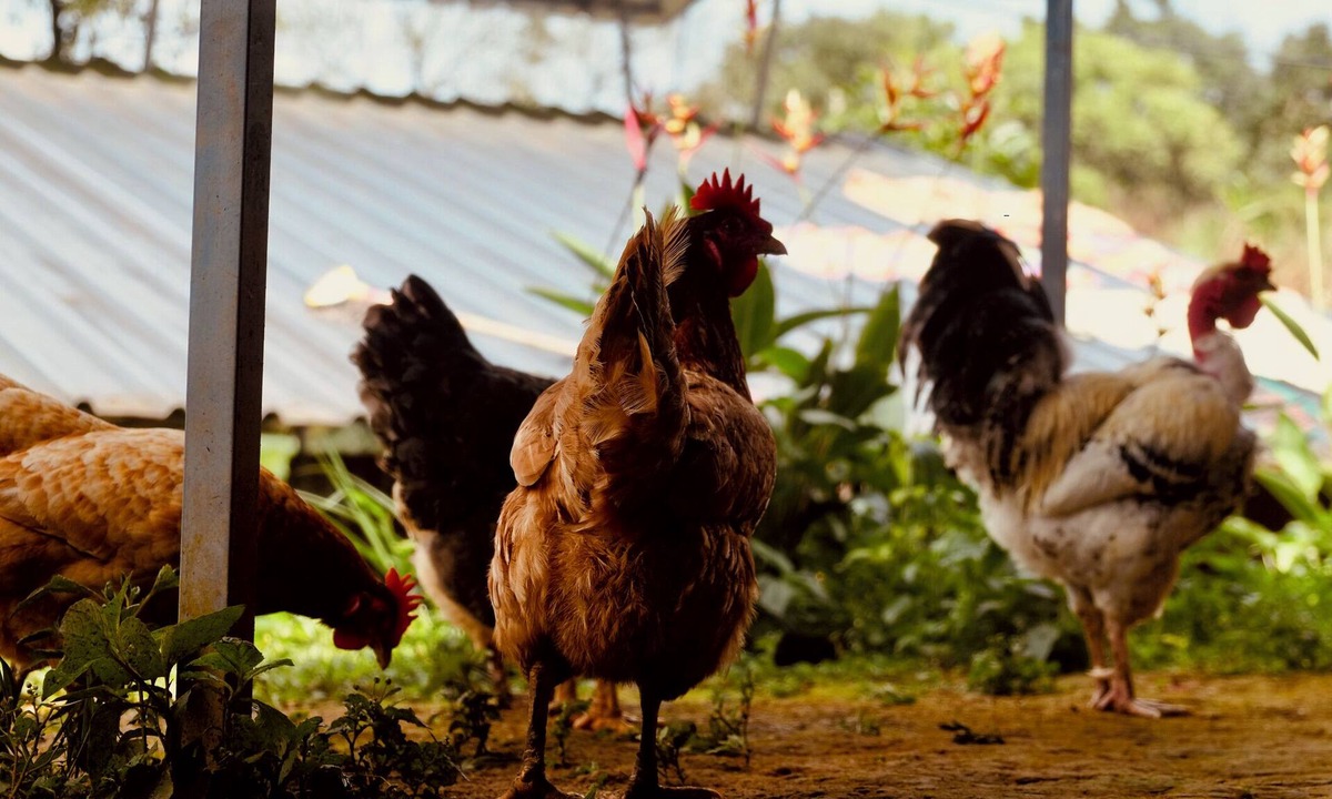 Mananthavady House | Blackhole Farms & Retreats - Tree House