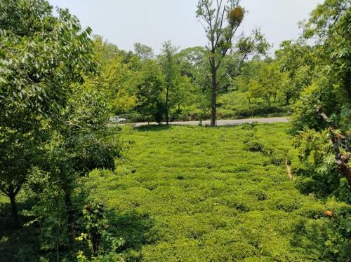 Palampur Apartment | Blue lagoon