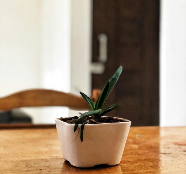 Kalkaji Apartment | The Bamboo Coco House