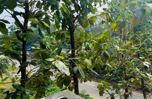 Todupulai Villa | 2-bedroom villa in charming Thodupuzha with cool AC