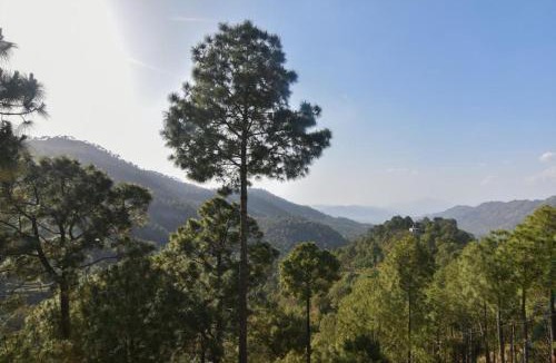 Dharampur Apartment | A Bluebell Villa I Jacuzzi I 3 Bedroom Villa With Open Air Lawn & BBQ l Bonfire Available l Kasauli By Exotic Stays