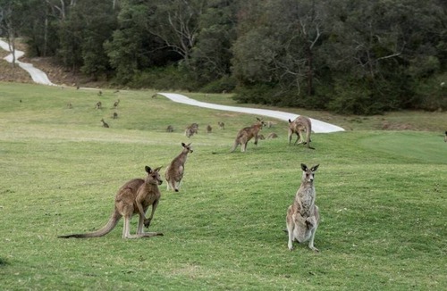 Anglesea Apartment | Anglesea River Apartment 22