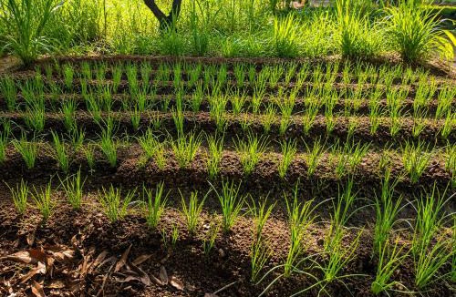 Krishnagiri House | Auravanam Natural Organic Farm Stay