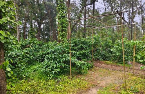 Sakleshpur House | Bean & Leaf Plantation Cottage