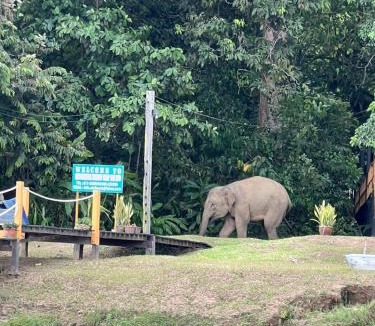 Kota Kinabatangan Cabin | Borneo Jungle Adventure