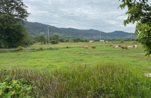 Padang Matsirat Hotel | Cabin Roomstay with Pool in Langkawi