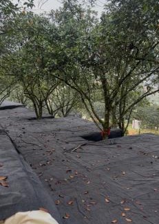 Hulu Langat Other | Camping ground at Maju farm house