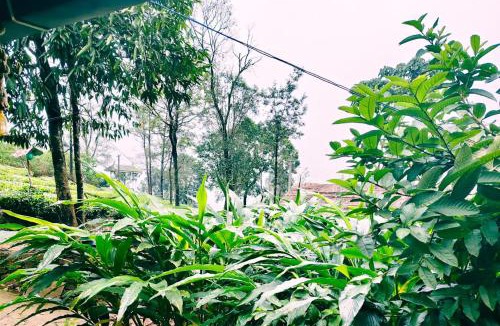 Vagamon House | CLOUD HUG'S COUPLES STAY Rooms Vagamon