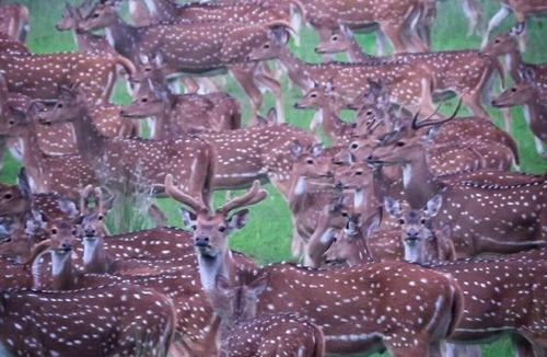 Naduvattam Bed & Breakfast | Deer Meadows