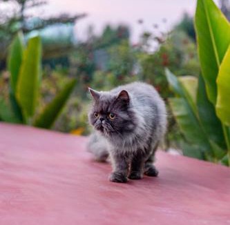 Sanganer Villa | ELIVAAS Echoes by the Aravalli Pet-friendly 5-BHK Villa With Private Pool