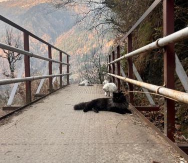 Kullu House | Ellie & the cats