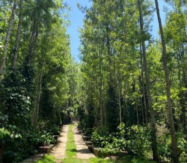 Salem House | Enchanting woods Yercaud