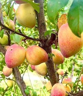 Wallaroo Other | Field Tiny Home - Fruit & Sunset