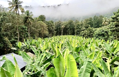 Devikolam House | Fruits Garden Resort