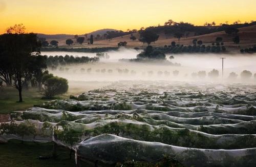 Grattai House | Grattai Grove Mudgee