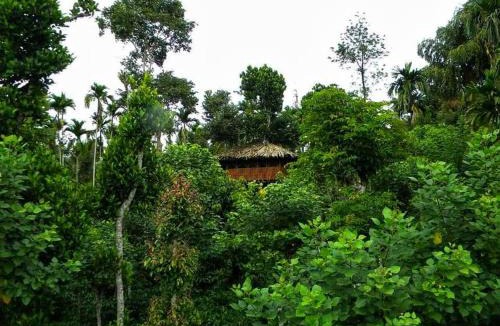 Kalloor Villa | Greens Tree House & Wood House