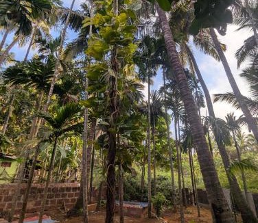 Devbag House | Hindlekar home stay