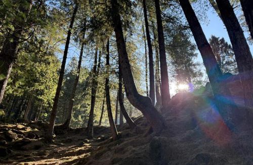 Jagatsukh Hotel | Manali Se - Your Home in the Pines
