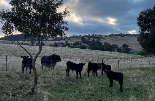 Crooked Corner Cottage | Markdale is more than just a farmstay.