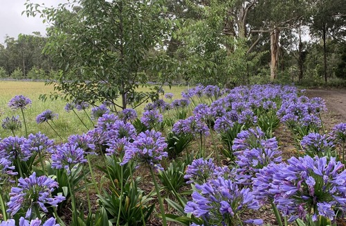 Robertson Cottage | Misty farm possum cottage surrounding farmland