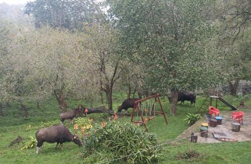 Kodaikanal Villa | Misty Resort Stay
