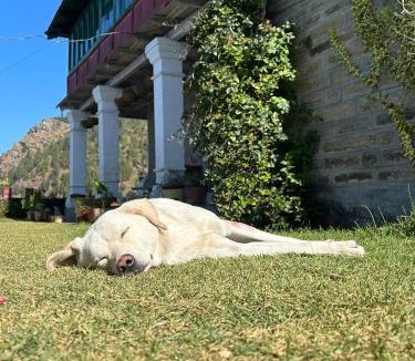 Mukteshwar Cabin | Orchard Oasis Homestay