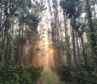 Vastare House | Outbackwoods homestay room Robusta