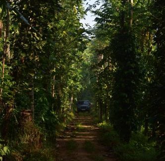 Kothamangalam Villa | Pepper Nut Homestay
