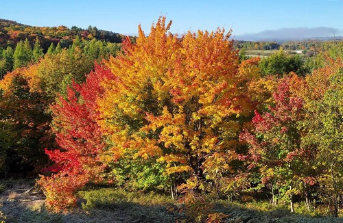 Huntsville House | Pet Friendly - Gryffin RidgeThe Magic Forest