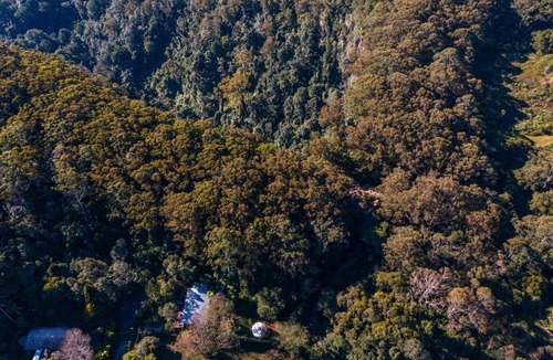 Springbrook Other | Purling Brook Falls Gwongorella
