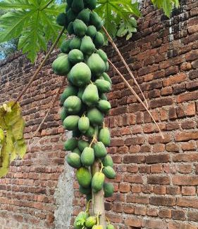 Chhatarpur Cabin | Ranehfall Home Stay