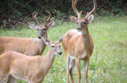 Omaha Other | Relax & unwind surrounded by nature @ Lacey Michele's Castle! -Pet Friendly!