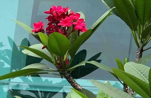 Nusajaya Villa | ResortVilla- Unique resort homestay for nature lovers