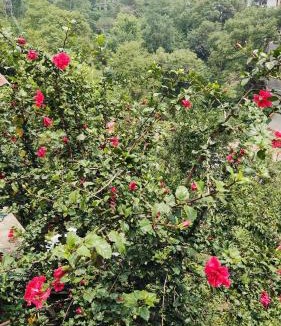 Solan House | Riddhi Homestays Dharampur