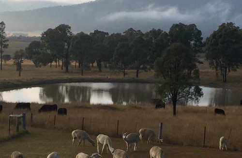 Broke Resort | Starline Alpacas Farmstay Resort