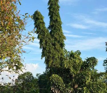Kuah House | Stellas house