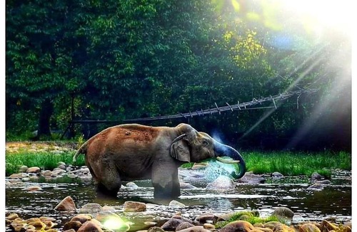 Devikolam Resort | The Wild