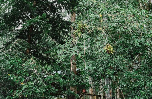 Salisbury Cabin | Treetops - Your Rainforest Retreat Surround yourself with nature.