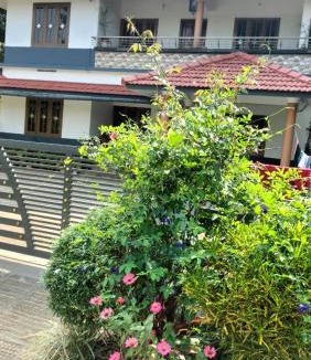 Mananthavady Villa | VELLAKUZHY Homestay Wayanad