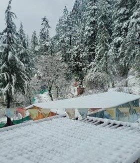 Kasol Other | Wolf Stays