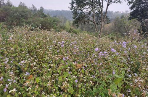 Yercaud House | Yellow Rays Homestay