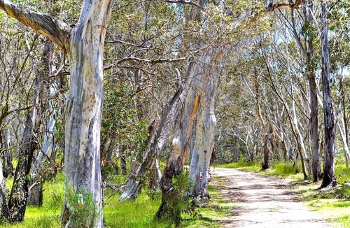 Adaminaby Cabin | Your gateway to an unforgettable holiday experience in the stunning Snowy Mountains!
