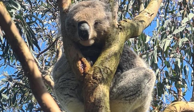 Bear Gully Coastal Cottages in Walkerville