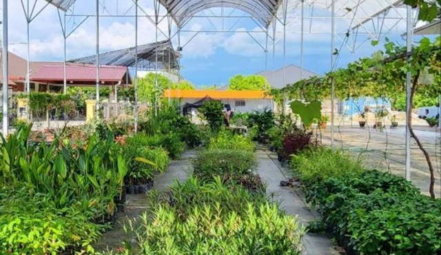 Grapevine Garden
