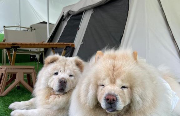 iGo Glamz 爱狗露营 Pet Friendly Glamping