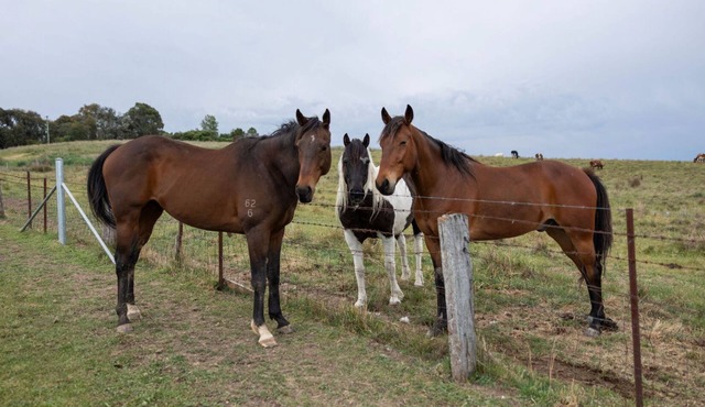 Luxury Romantic Farm Stay, Feed the horses roam the acreage 12 mins to Orange