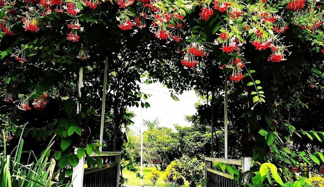 Mango Tree Farm