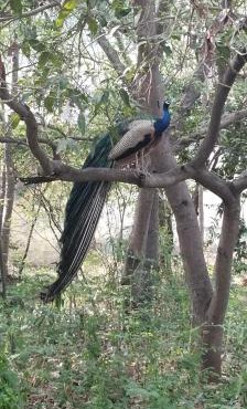 Raju Kudil