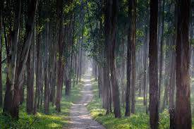 Photo of Others in Kalpetta