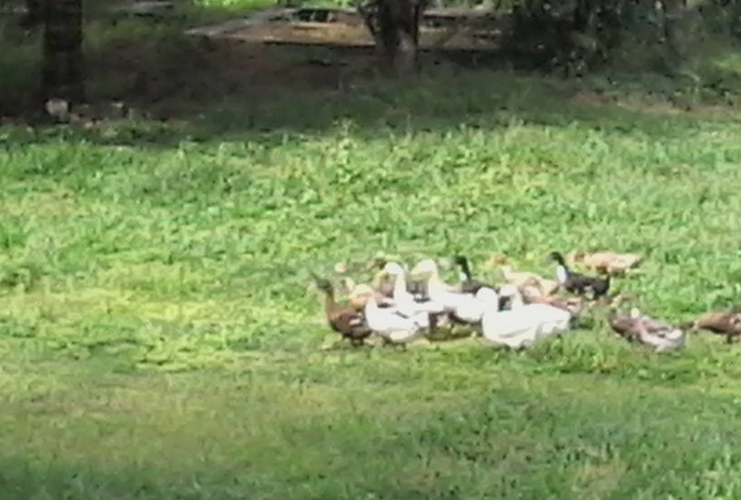 Photo of Outdoor in Alattur